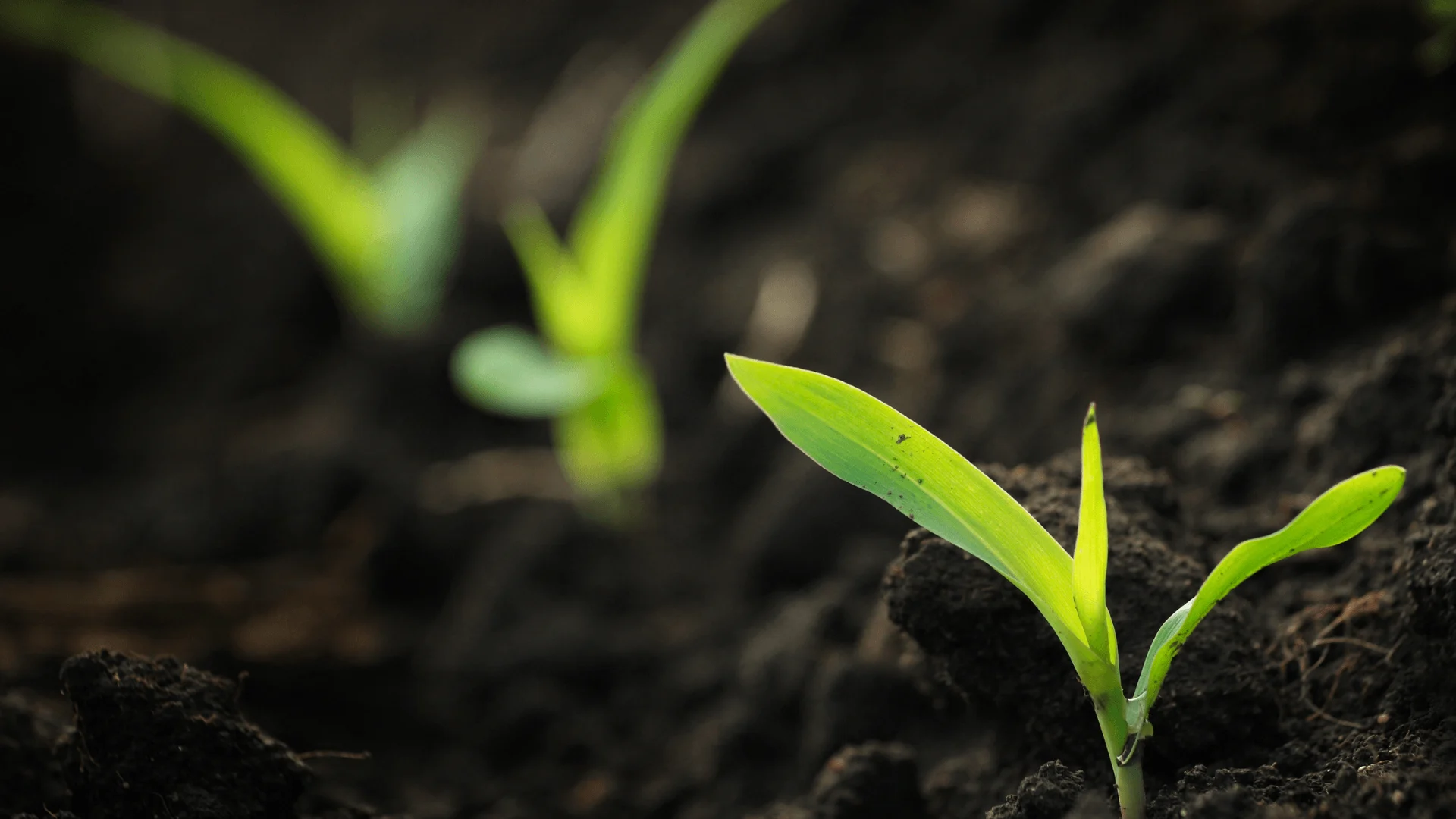 Plantas jóvenes creciendo en el campo
