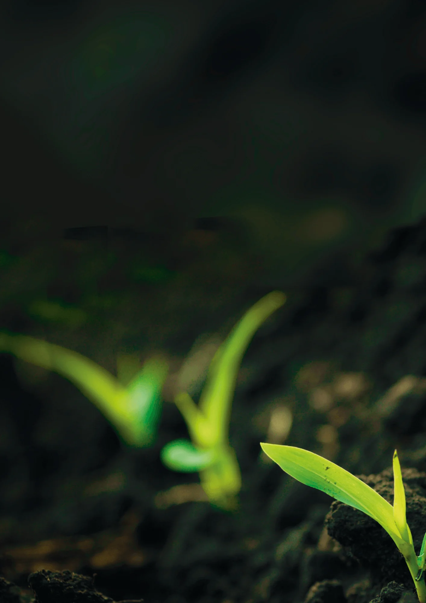 Brote verde en un campo de cultivo