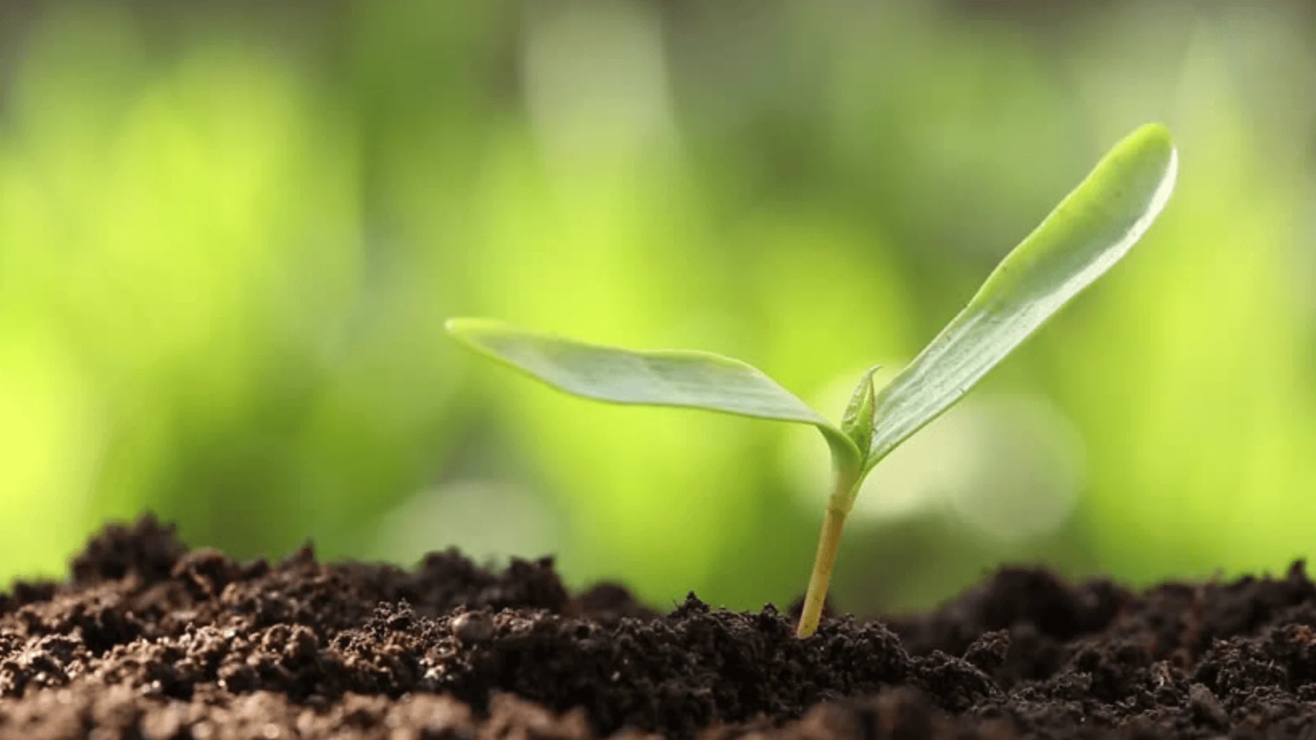 Brote verde creciendo en la tierra