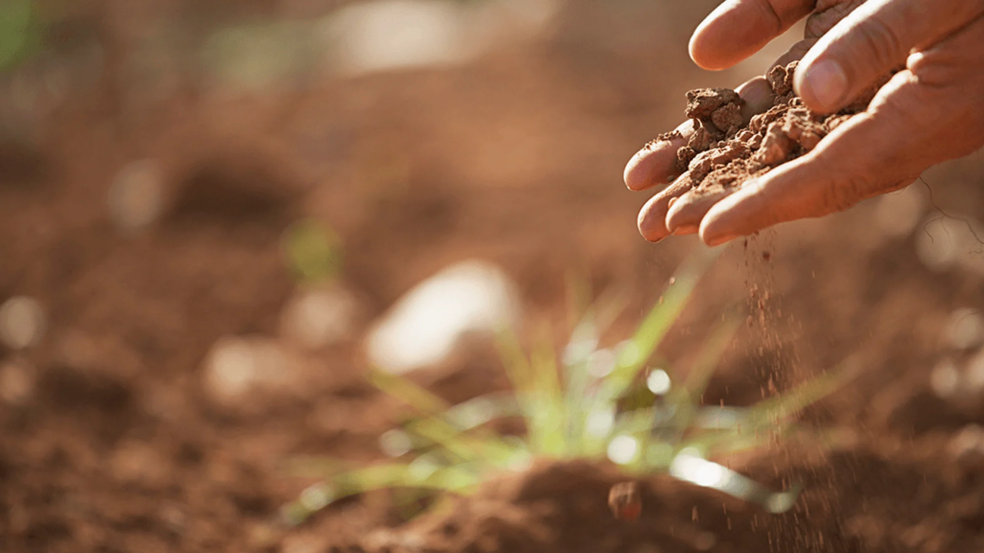 Manos examinando la tierra de cultivo